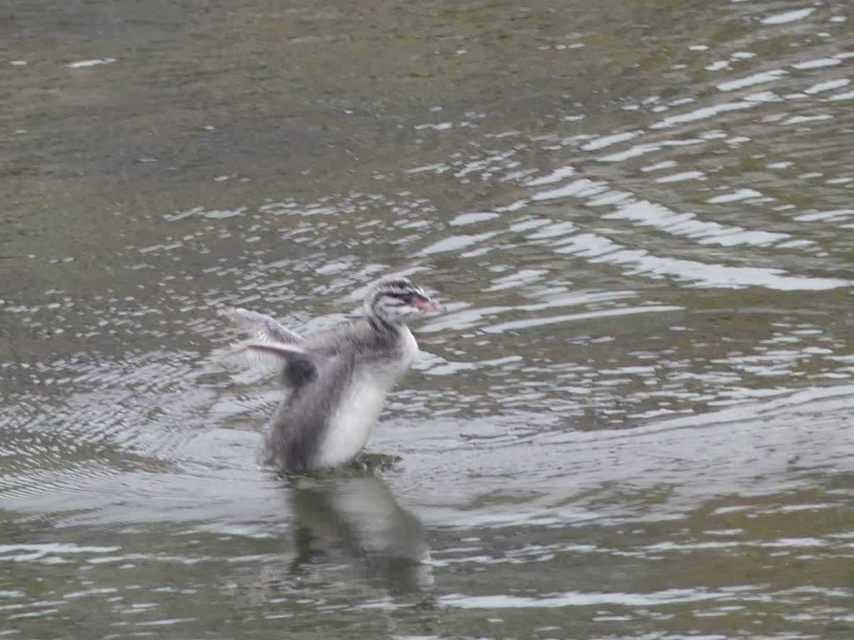 Horned Grebe - ML639907817