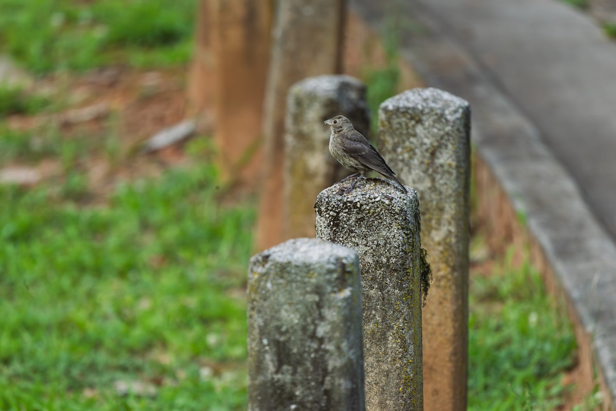 brunhodetrupial - ML639907825