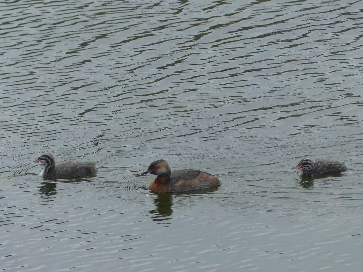 Horned Grebe - ML639907836