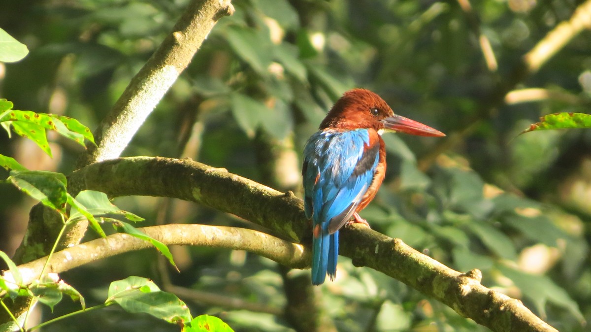 White-throated Kingfisher - ML63990791