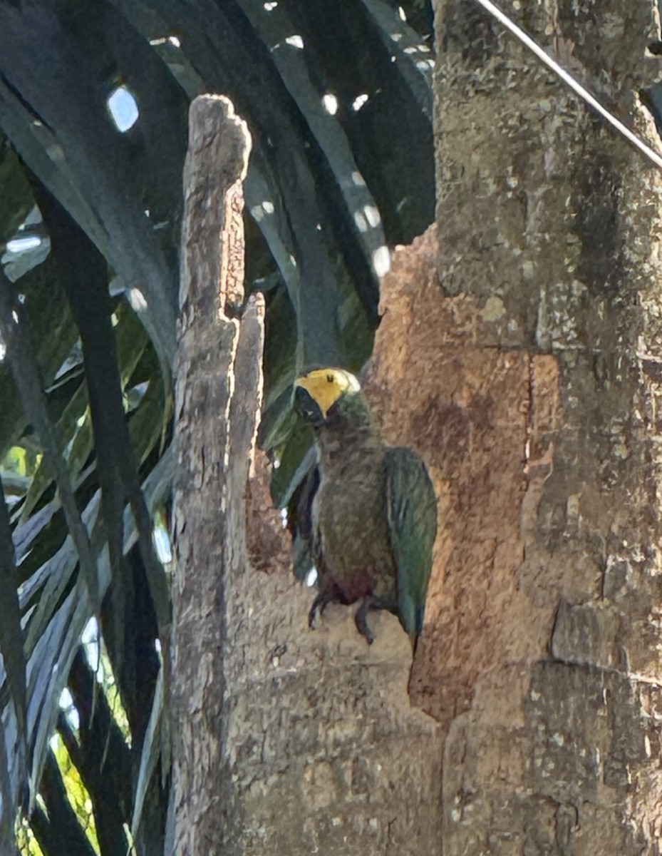 Red-bellied Macaw - ML639907911