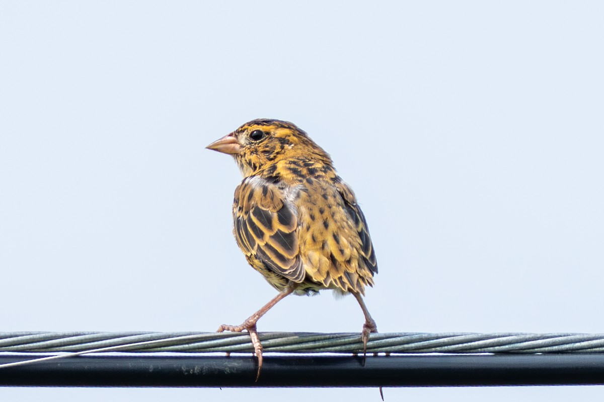 Bobolink - ML639907958