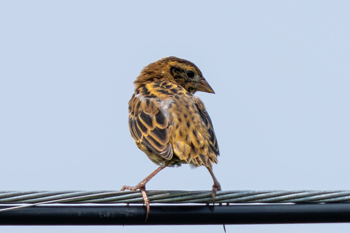 Bobolink - ML639907959