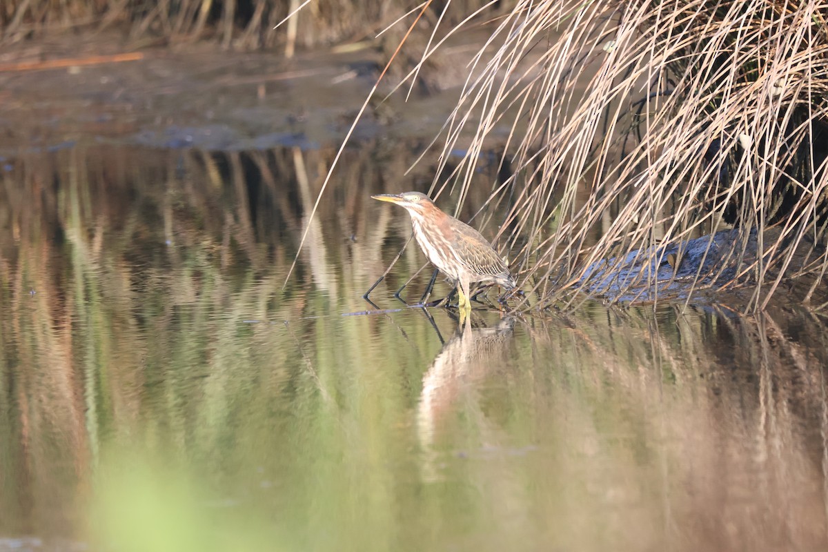 Koartzatxo berdea - ML639908031