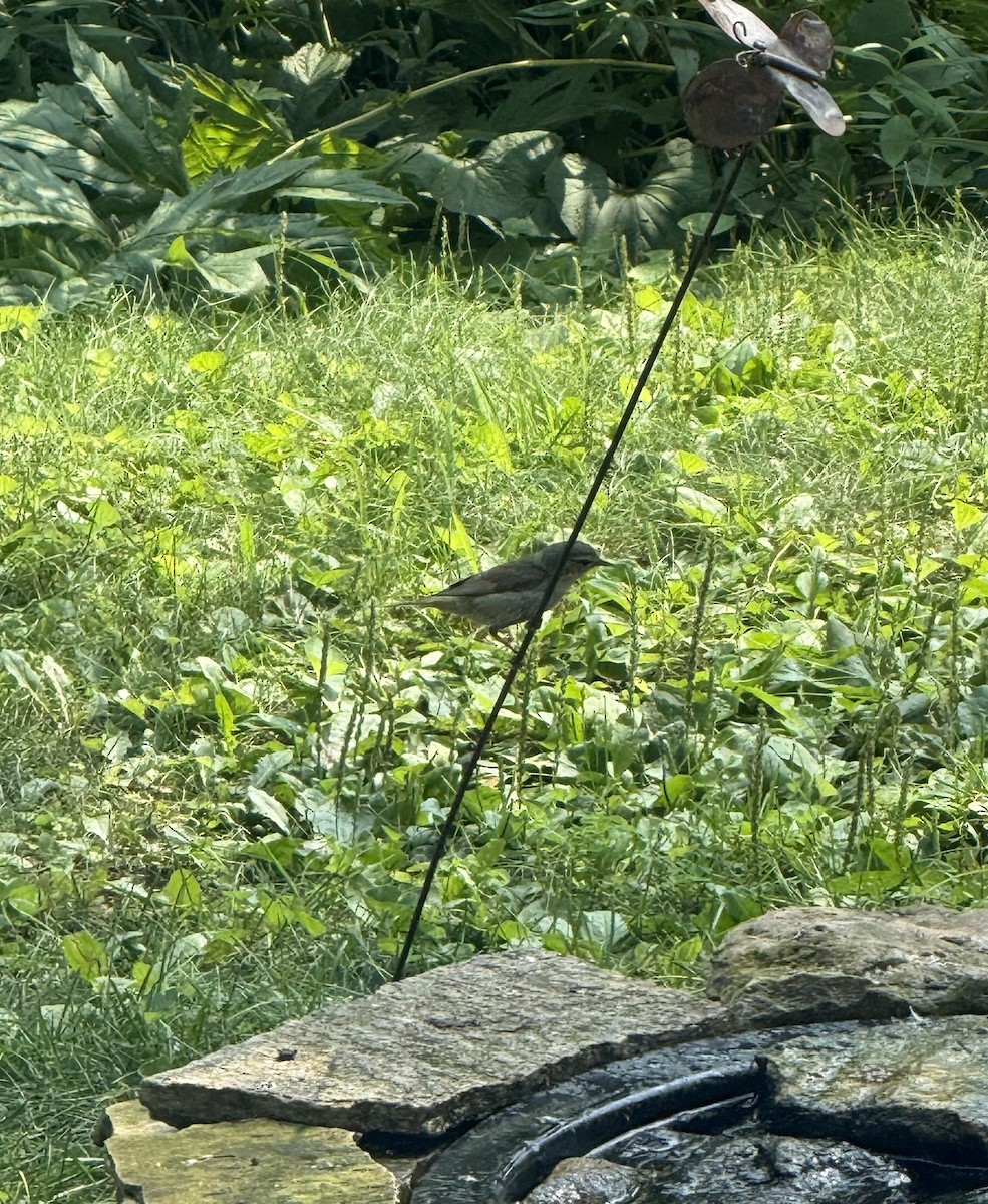 Tennessee Warbler - ML639908036