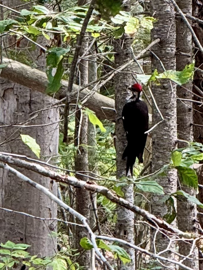 Pileated Woodpecker - ML639908053
