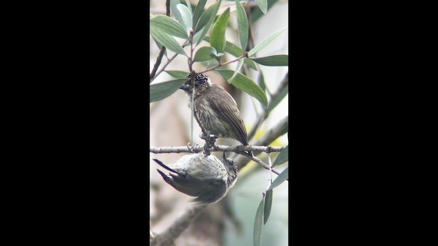 Olivaceous Piculet - ML639908055
