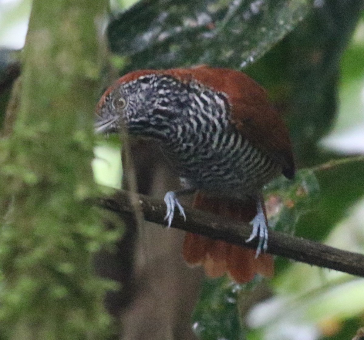 Lined Antshrike - ML639908112
