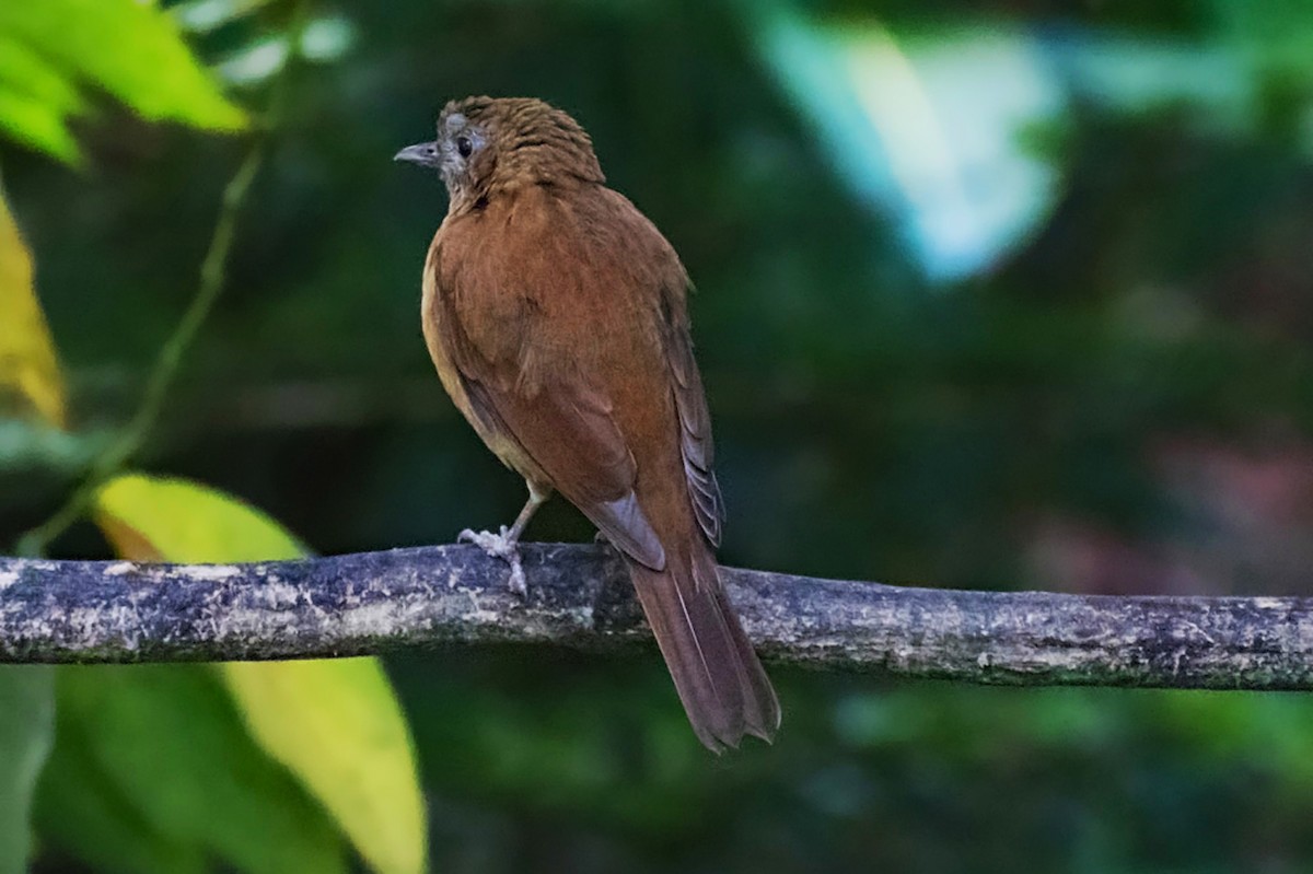 Cocoa Thrush - ML639908148