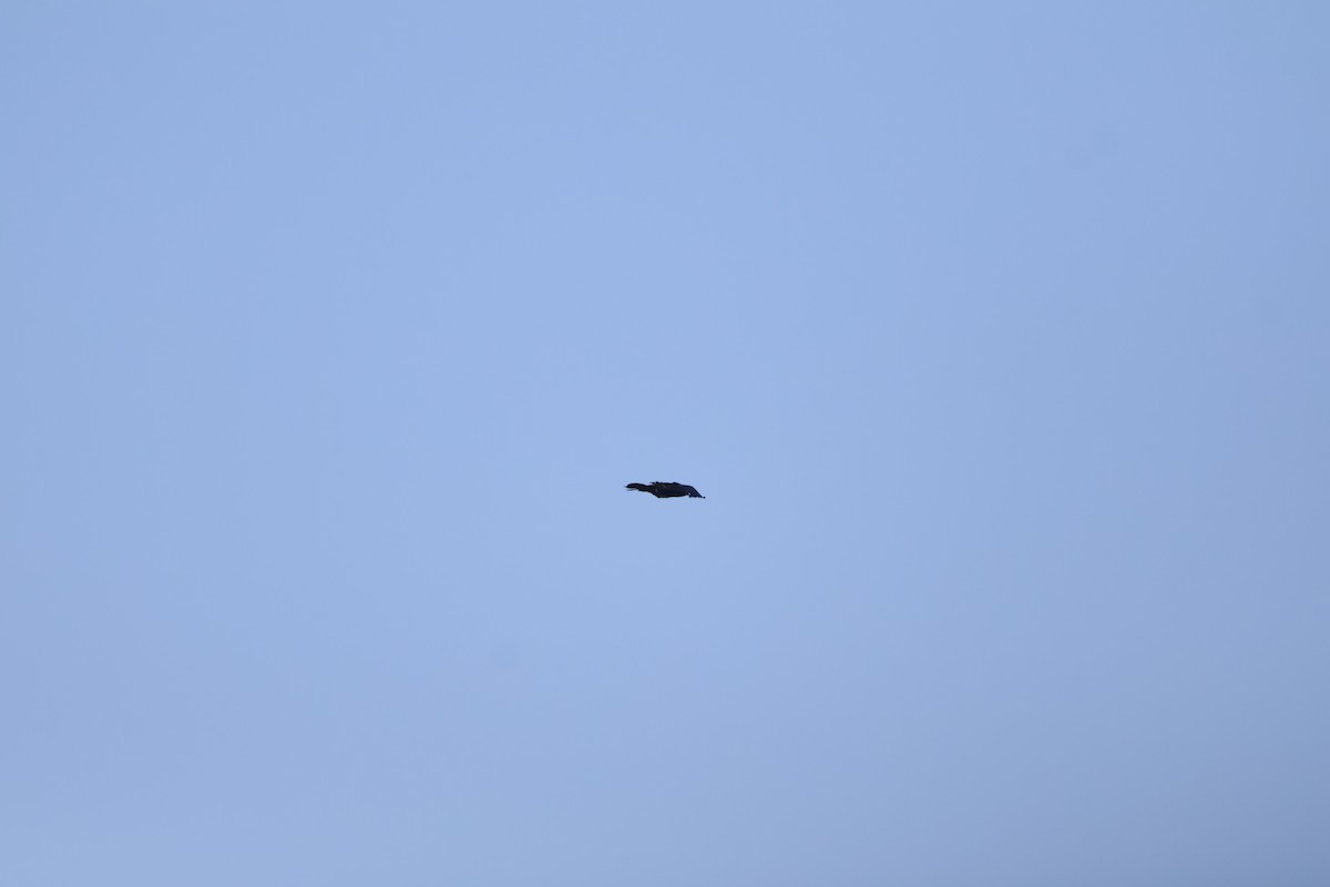 American Crow - ML639908185