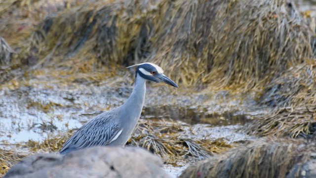 Yellow-crowned Night Heron - ML639908206