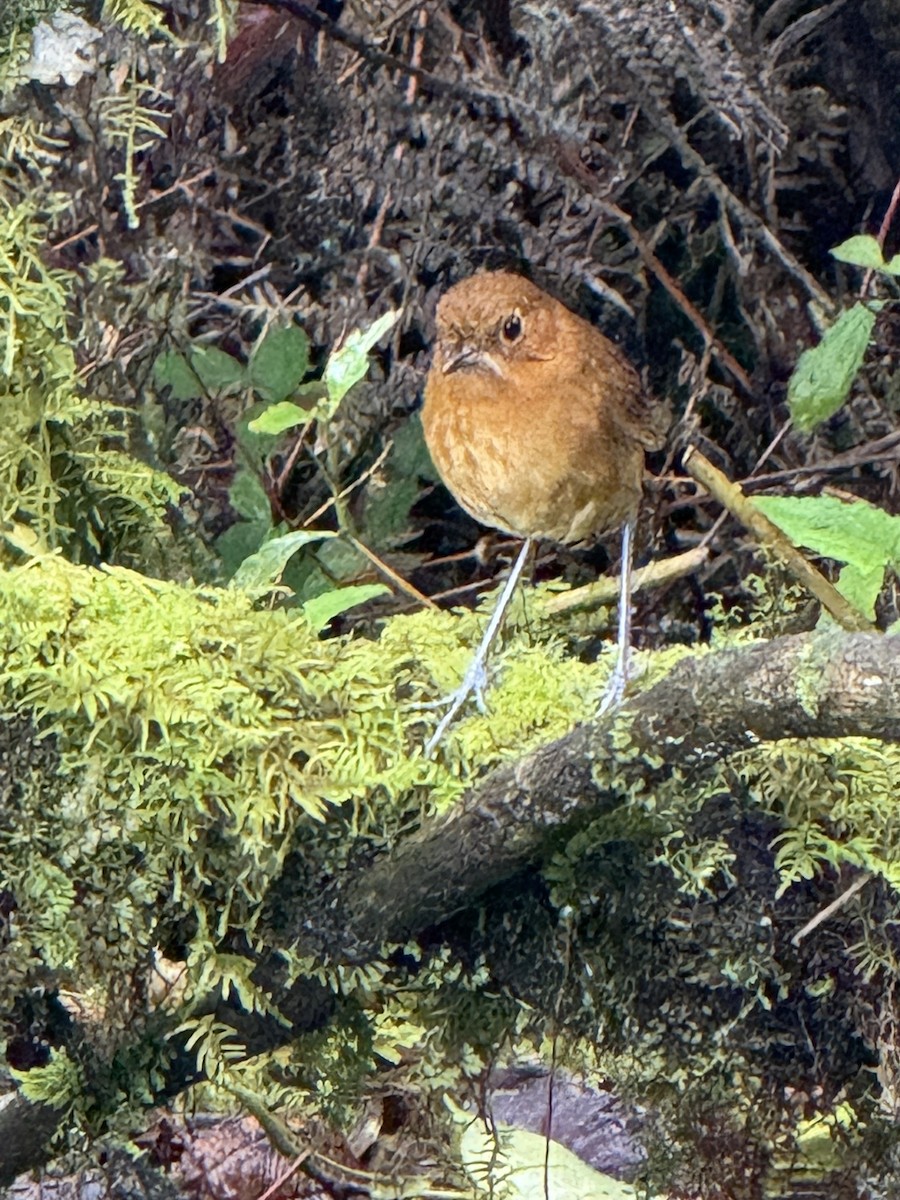 Muisca Antpitta - ML639908218