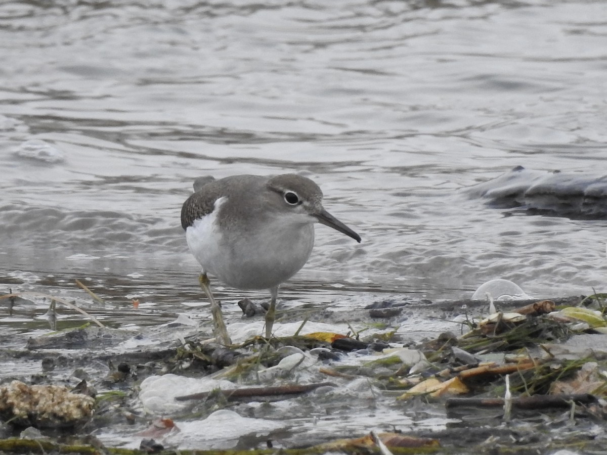 Spotted Sandpiper - ML639908225