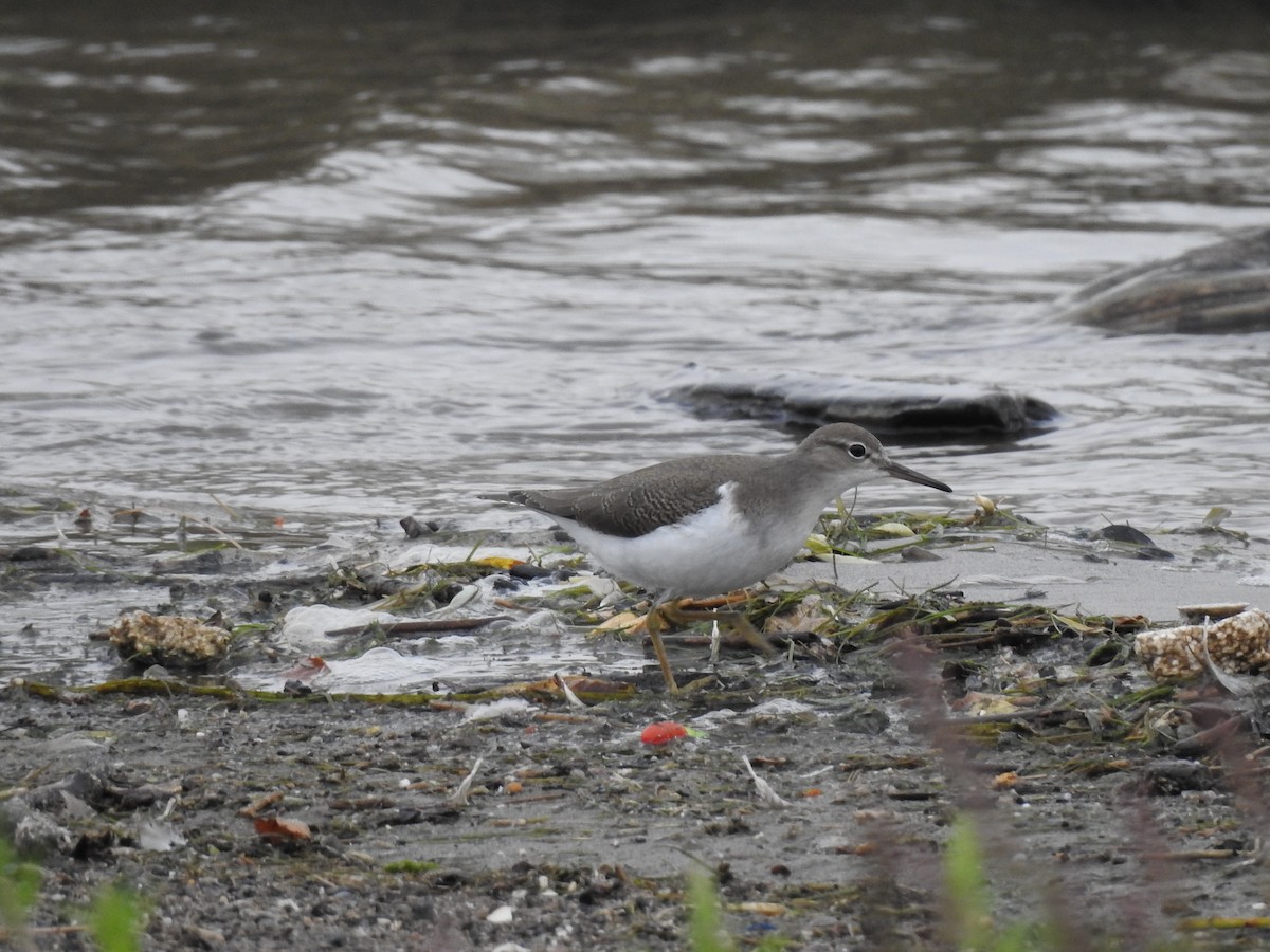 Spotted Sandpiper - ML639908226