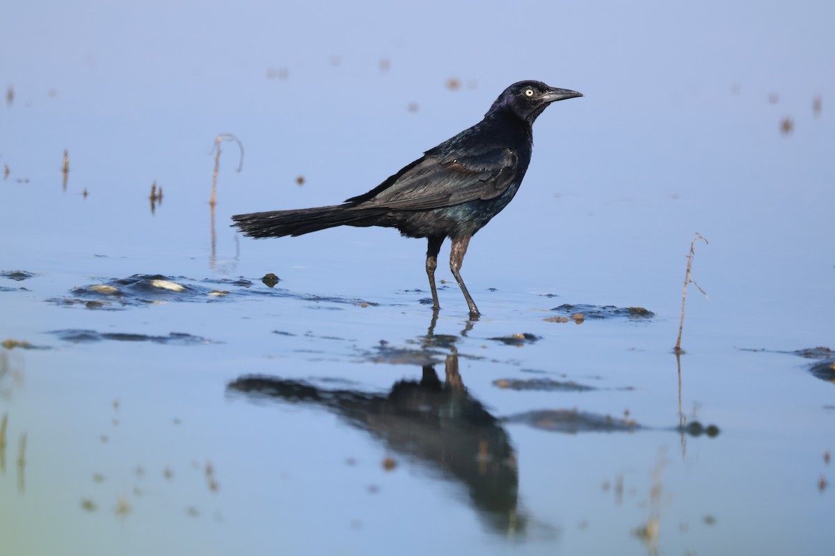 Boat-tailed Grackle - ML639908274