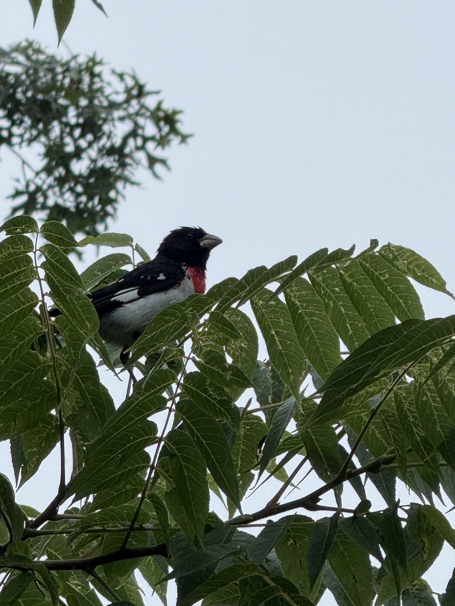 Rose-breasted Grosbeak - ML639908280