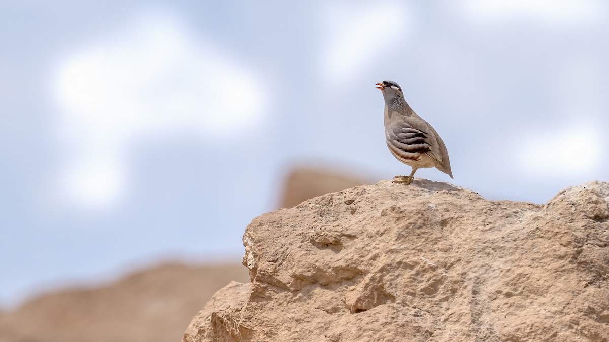 See-see Partridge - ML639908307
