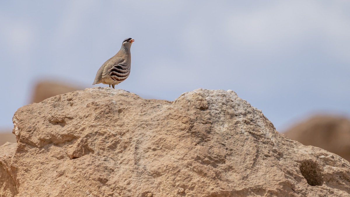 See-see Partridge - ML639908308