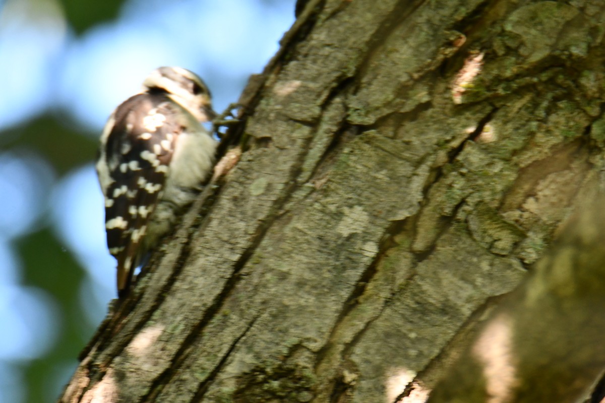 Downy Woodpecker - ML639908309