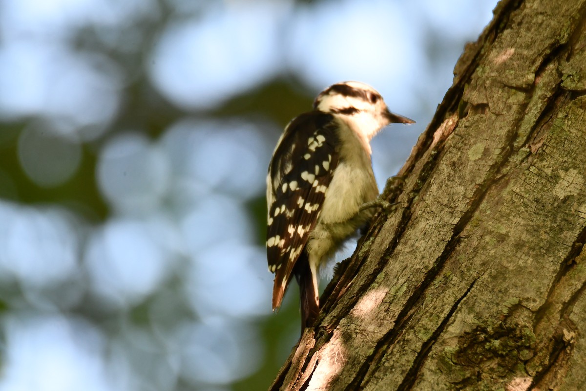 Downy Woodpecker - ML639908311