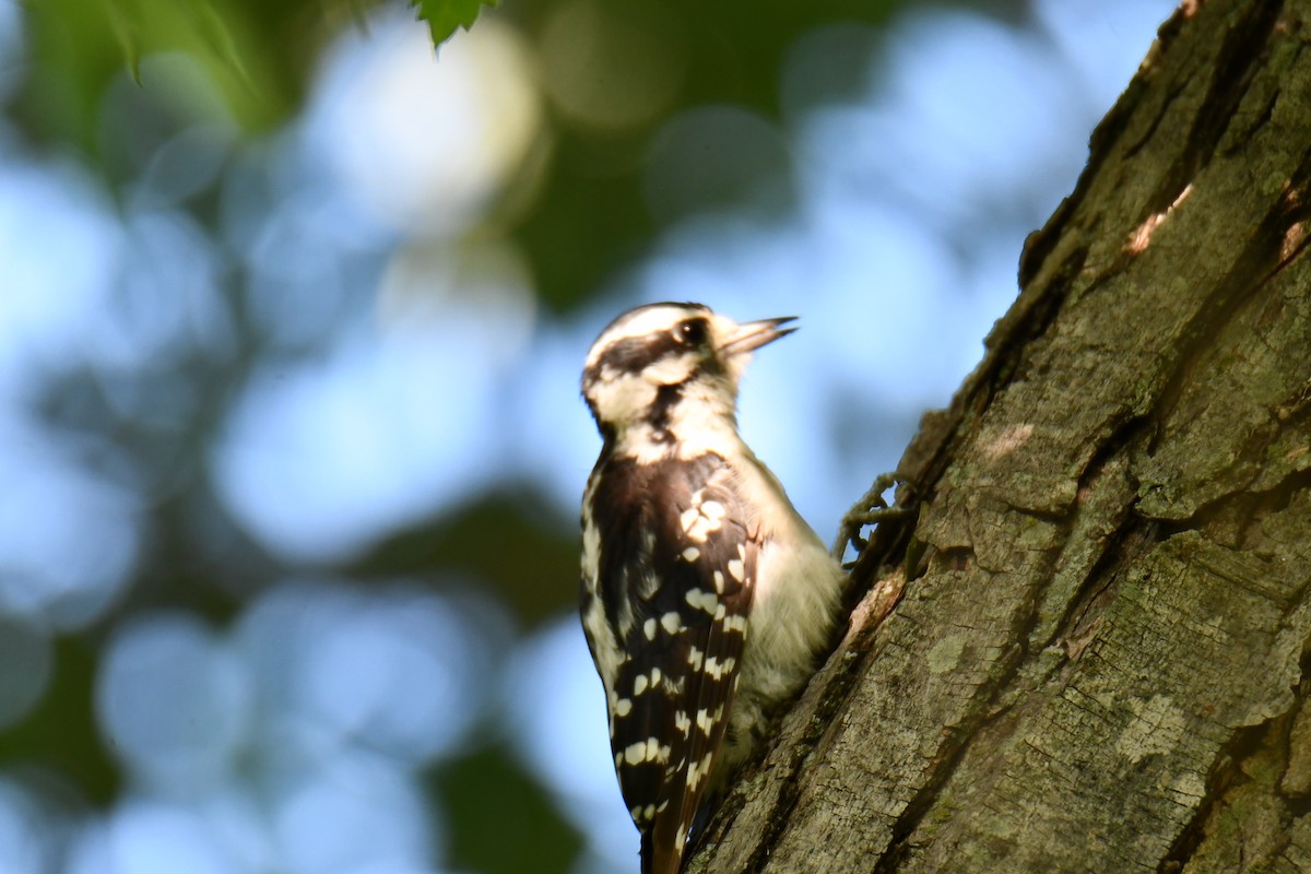 Downy Woodpecker - ML639908312