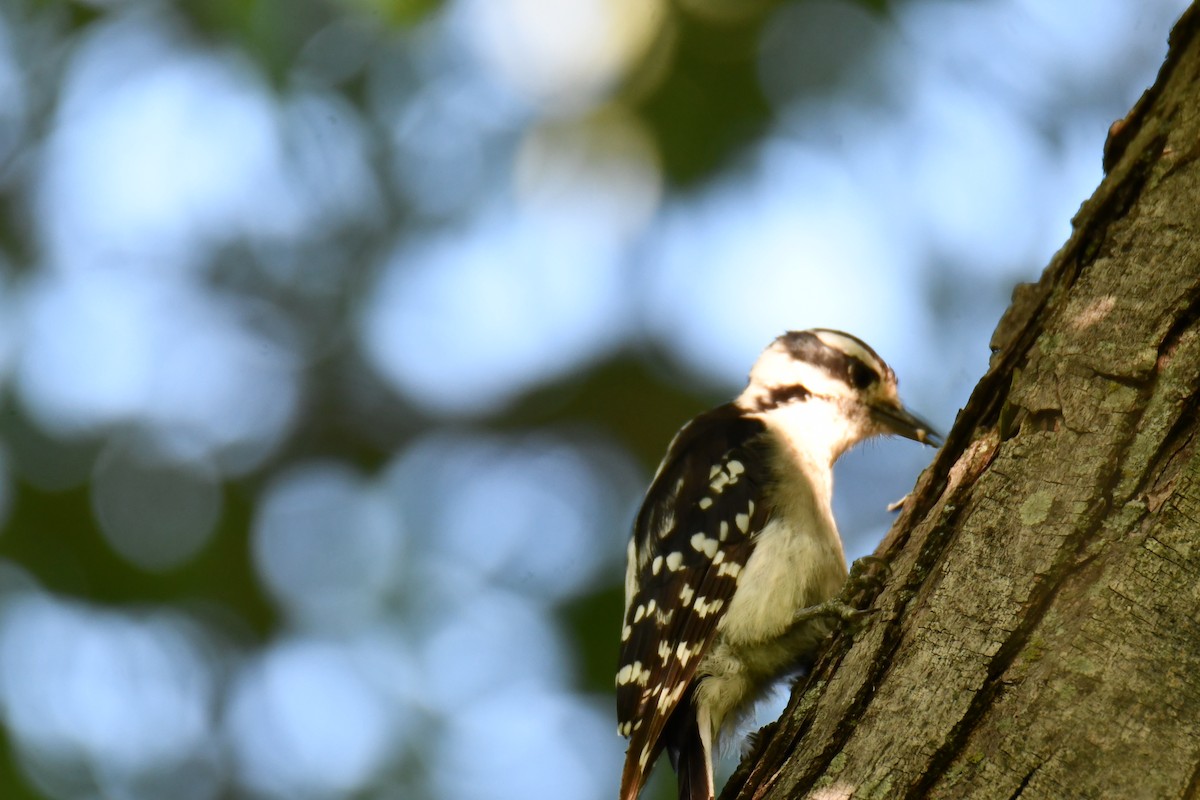 Downy Woodpecker - ML639908313