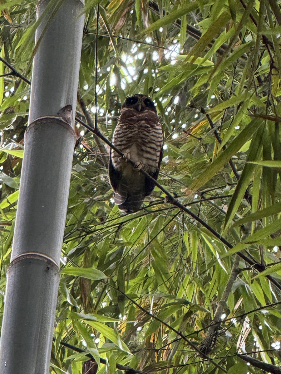 Band-bellied Owl - ML639908324