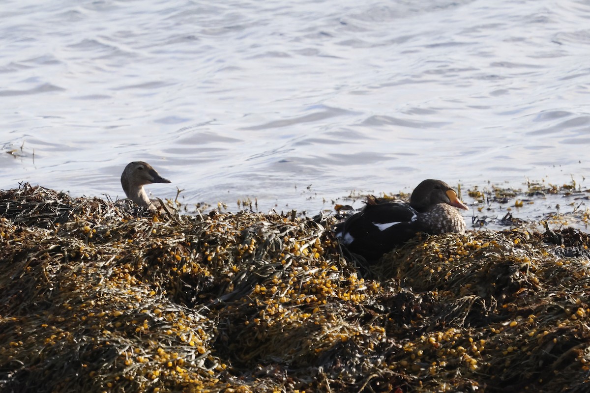 King Eider - ML639908608
