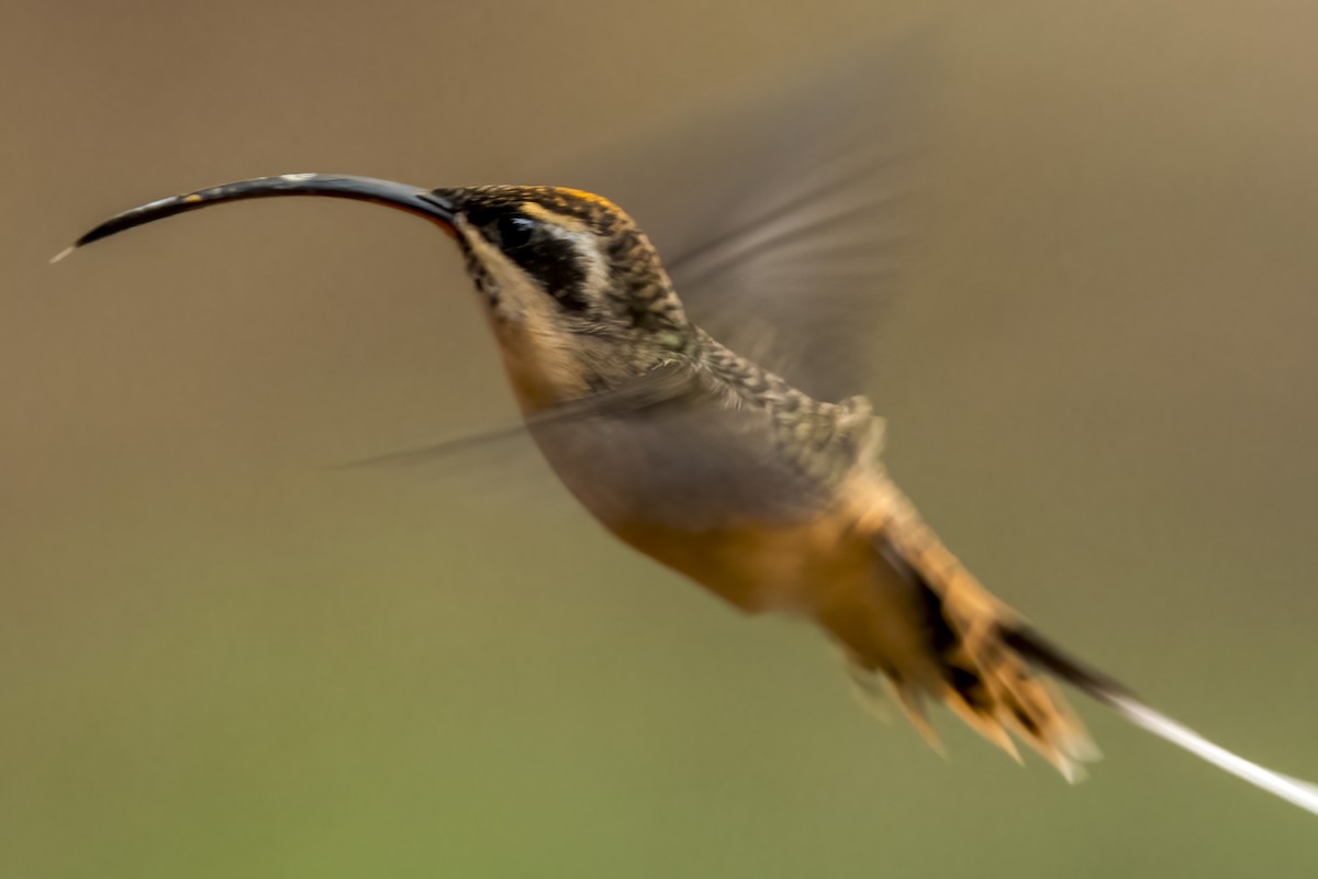 Tawny-bellied Hermit - ML639908611