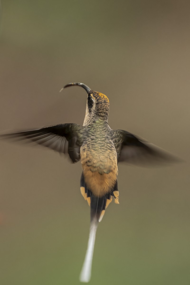 Tawny-bellied Hermit - ML639908612