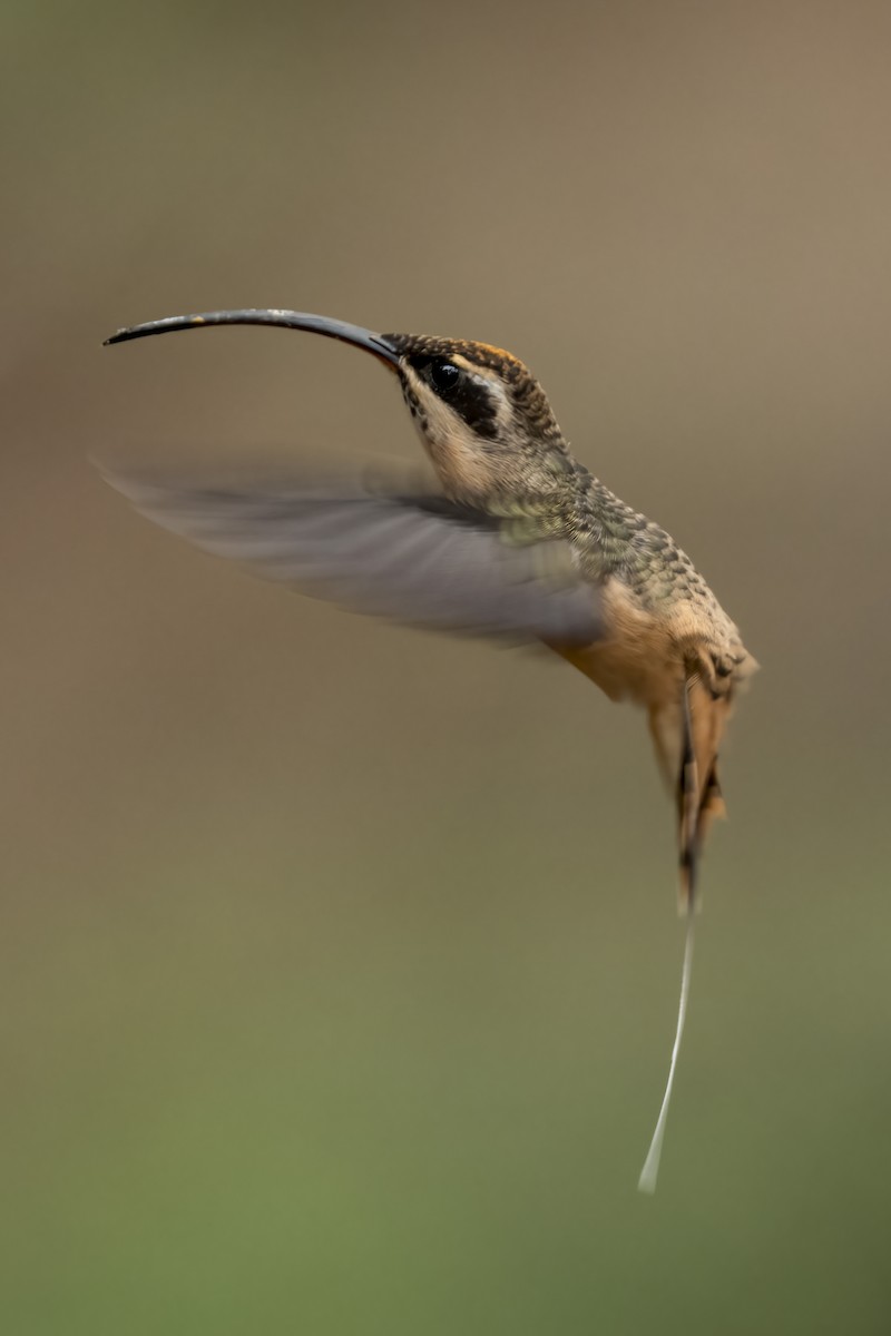 Tawny-bellied Hermit - ML639908613