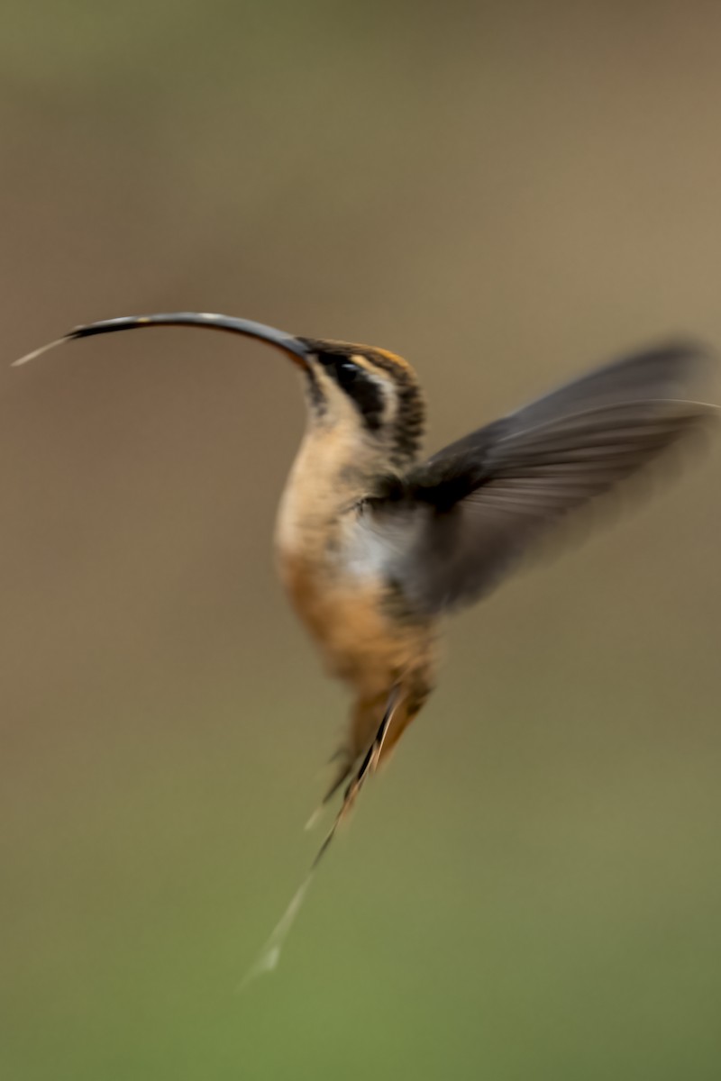 Tawny-bellied Hermit - ML639908614