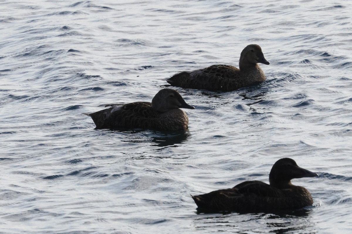 King Eider - ML639908693