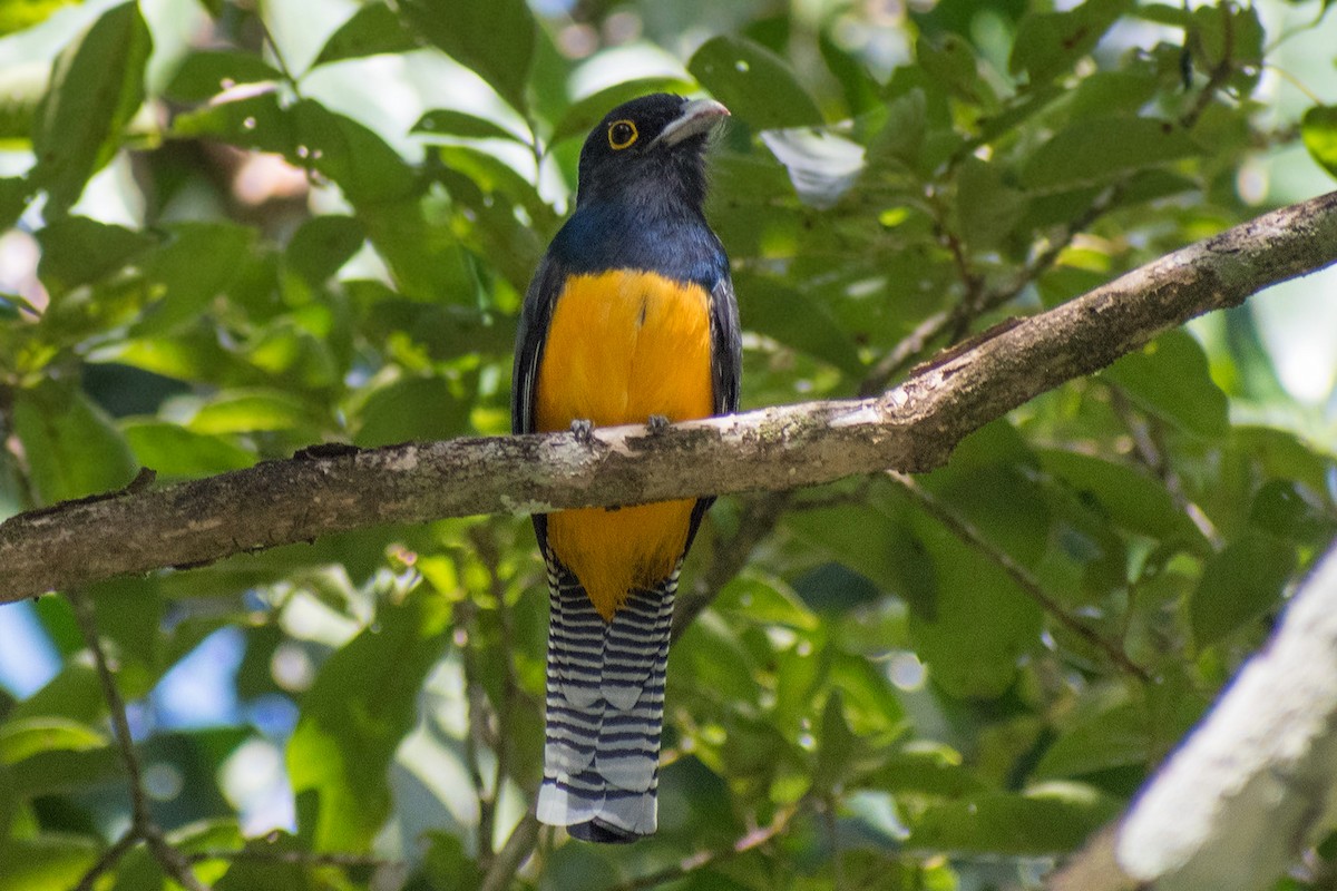Guyana Trogonu - ML639908721