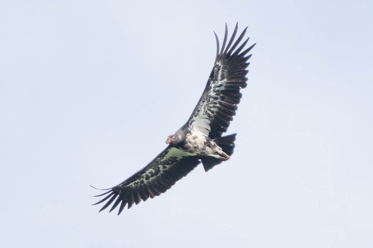 King Vulture - ML639908733