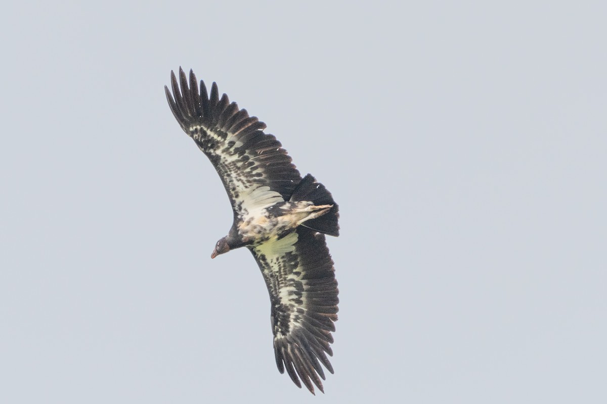 King Vulture - ML639908734