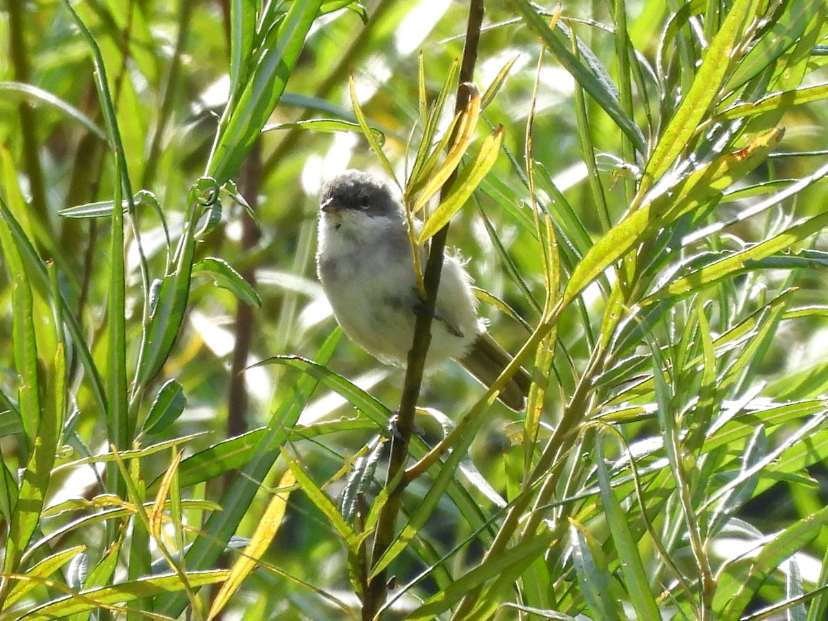 Lesser Whitethroat - ML639908743
