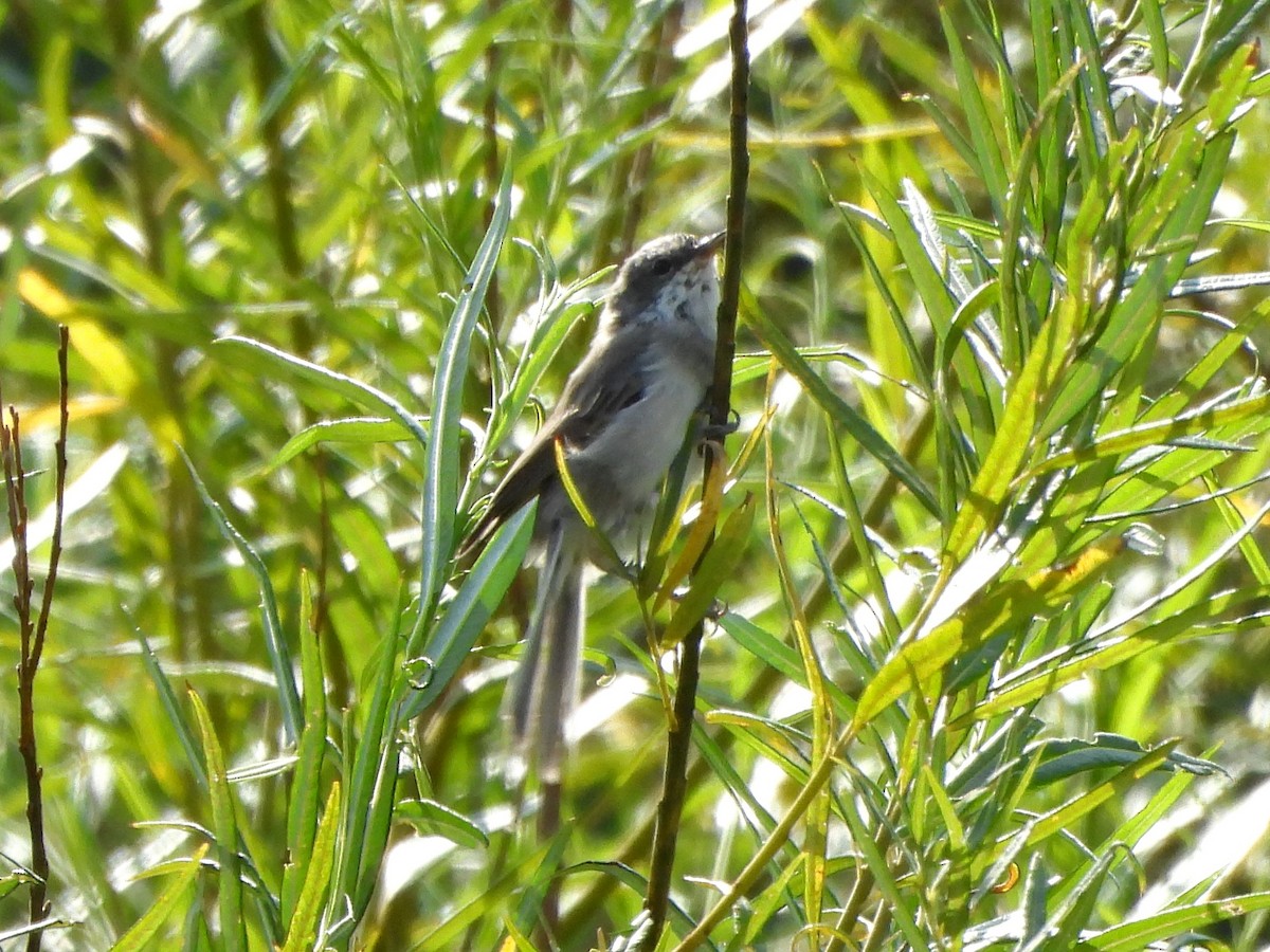 Lesser Whitethroat - ML639908745