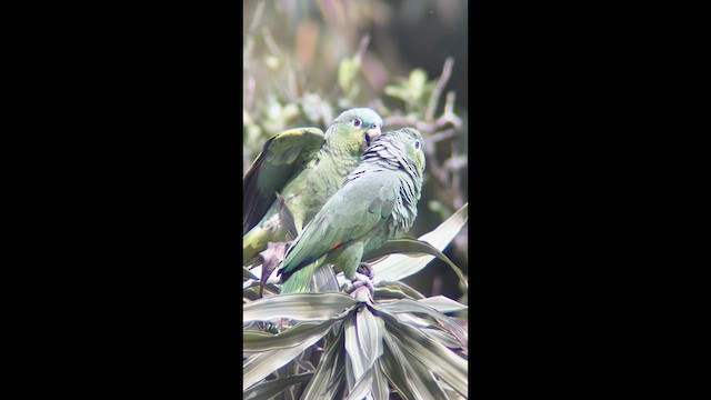 Orange-winged Amazon - ML639908771