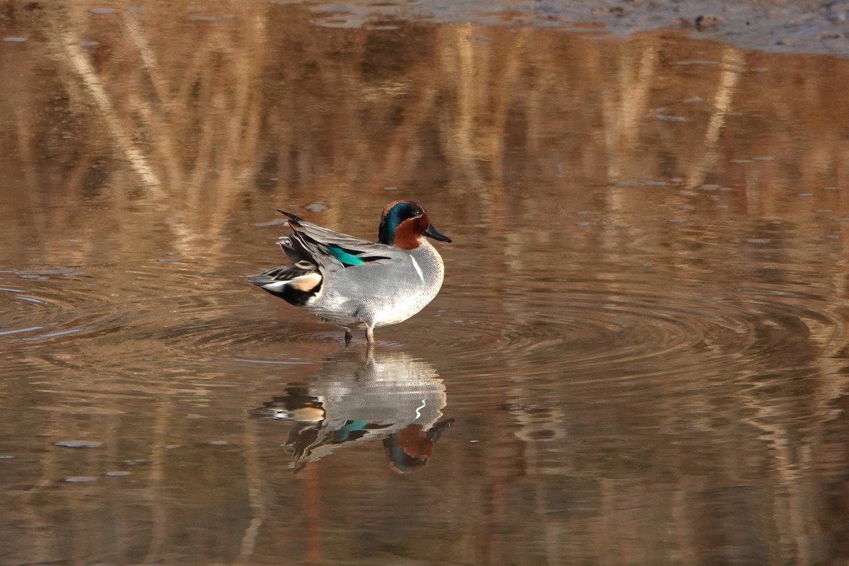 Ногоохон нугас - ML639908828