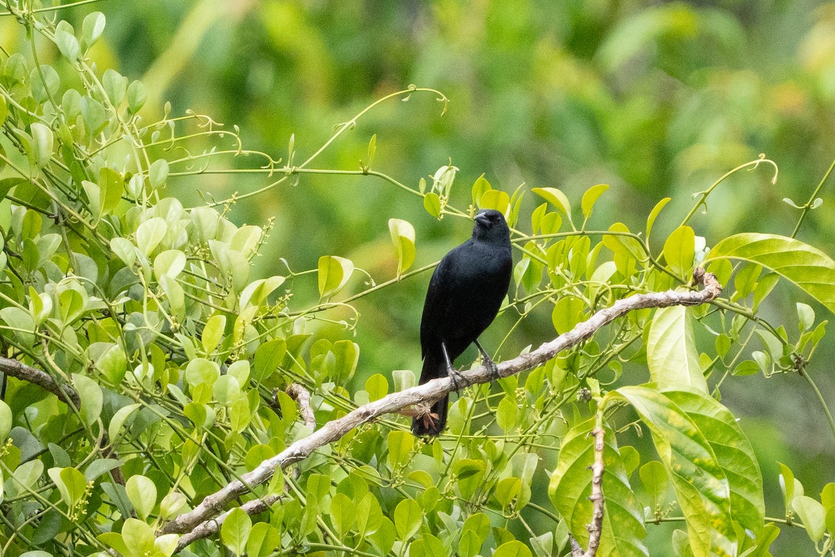 Melodious Blackbird - ML639908858
