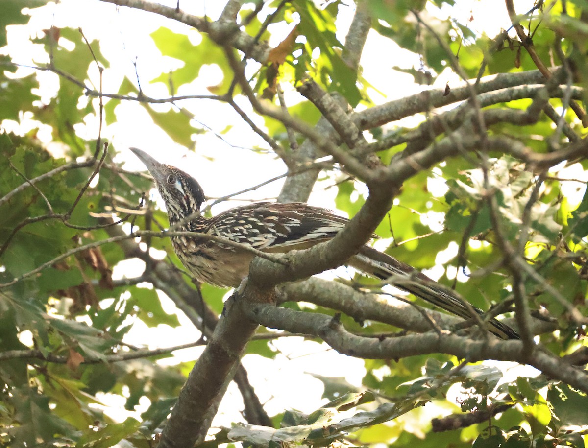 Greater Roadrunner - ML639908876