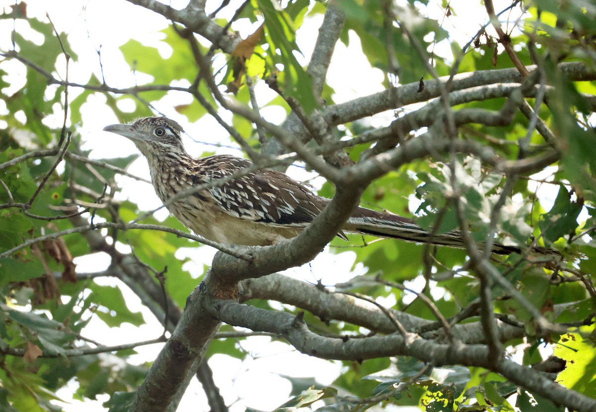 Greater Roadrunner - ML639908877