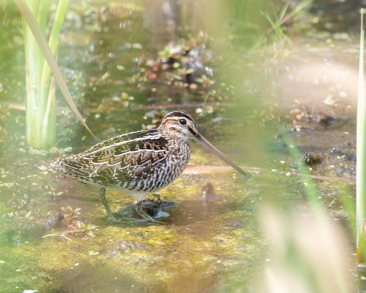 Wilson's Snipe - Rick Brown