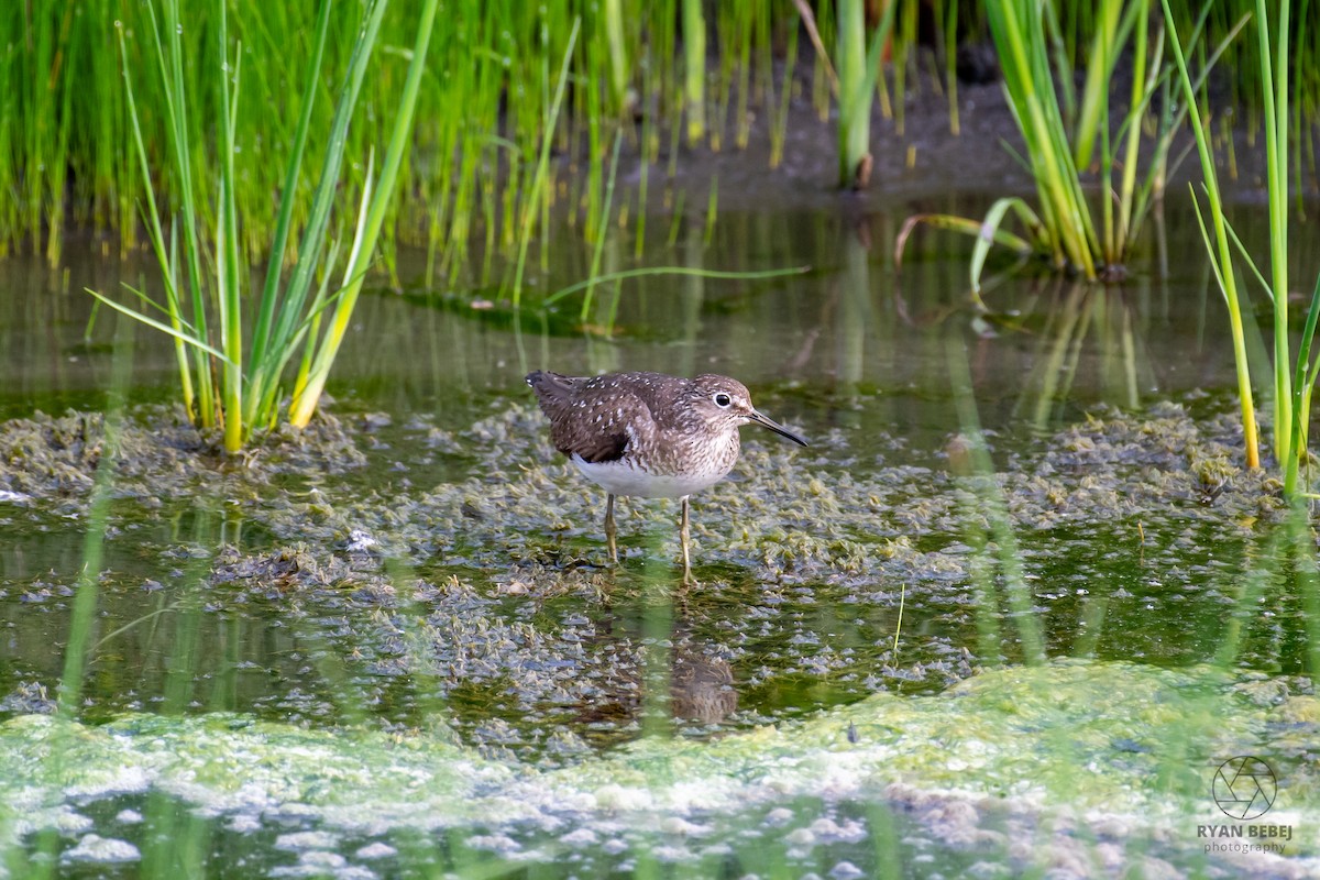 Solitary Sandpiper - ML639908950