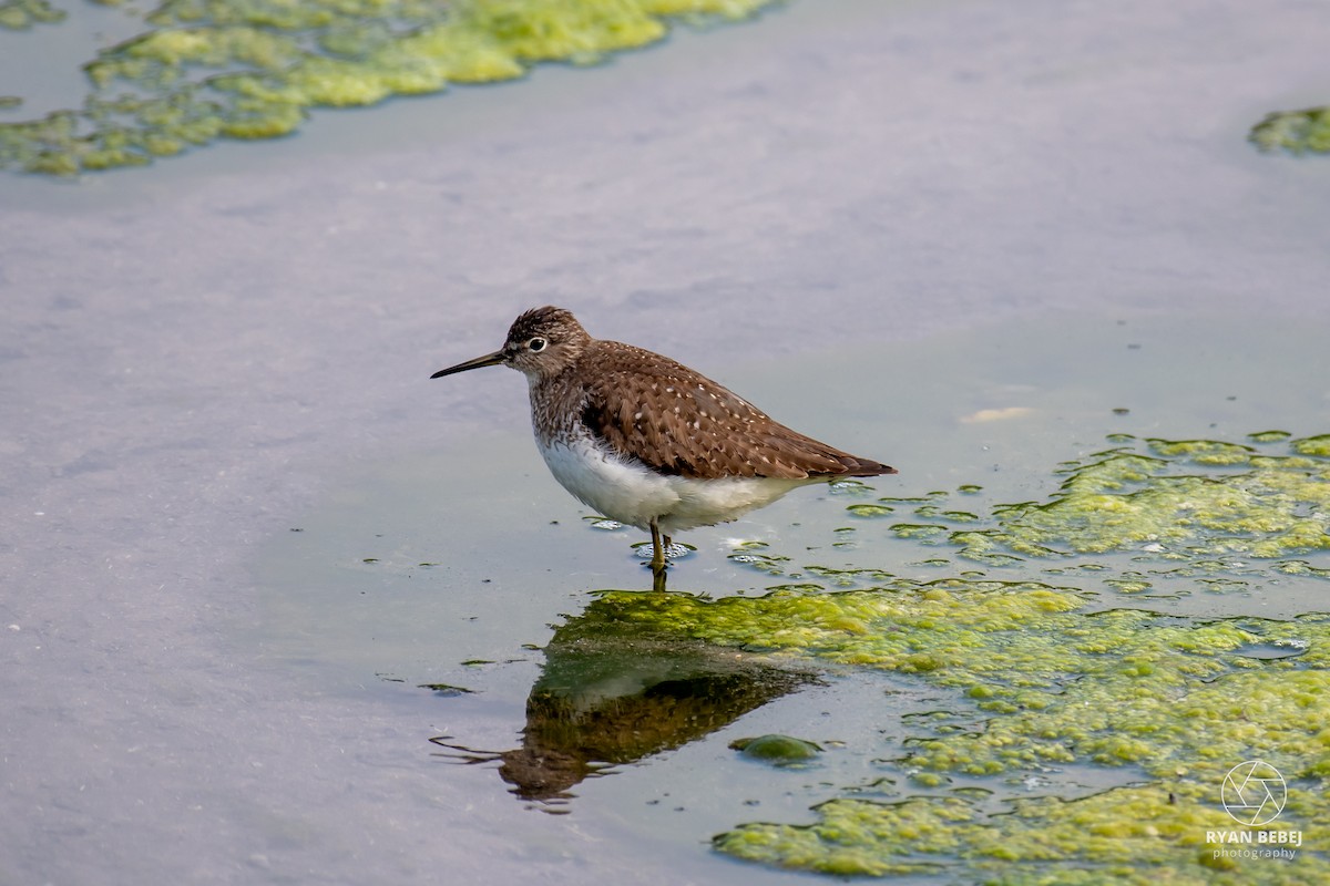 Solitary Sandpiper - ML639908952