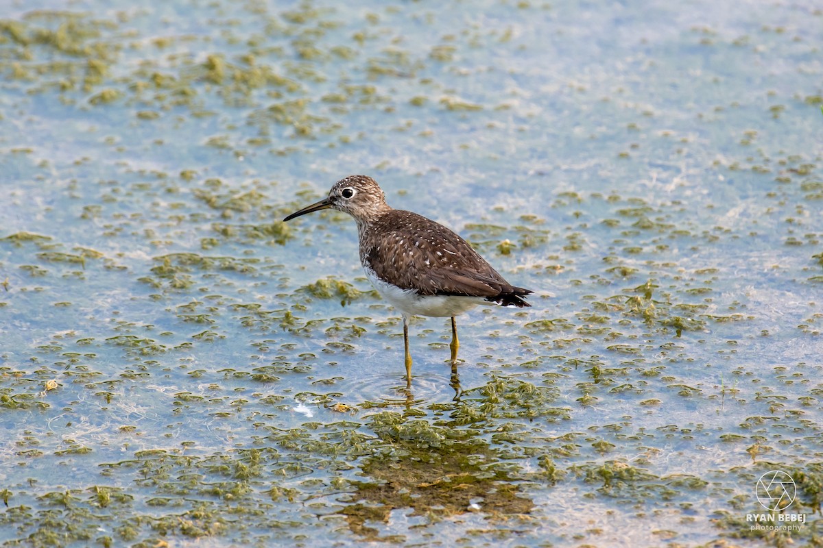 Solitary Sandpiper - ML639908958