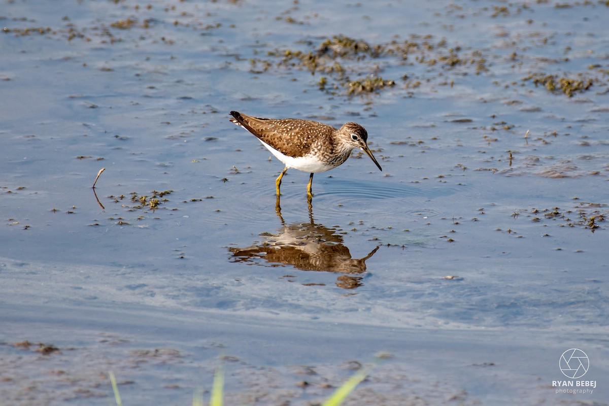 Solitary Sandpiper - ML639908963