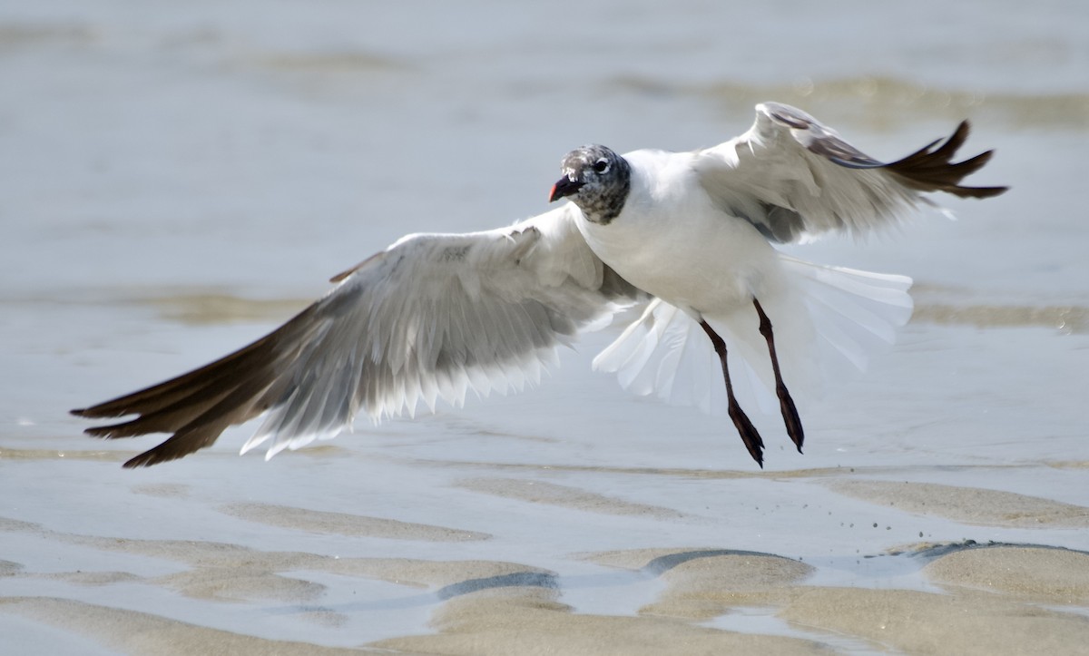 Laughing Gull - ML639908975