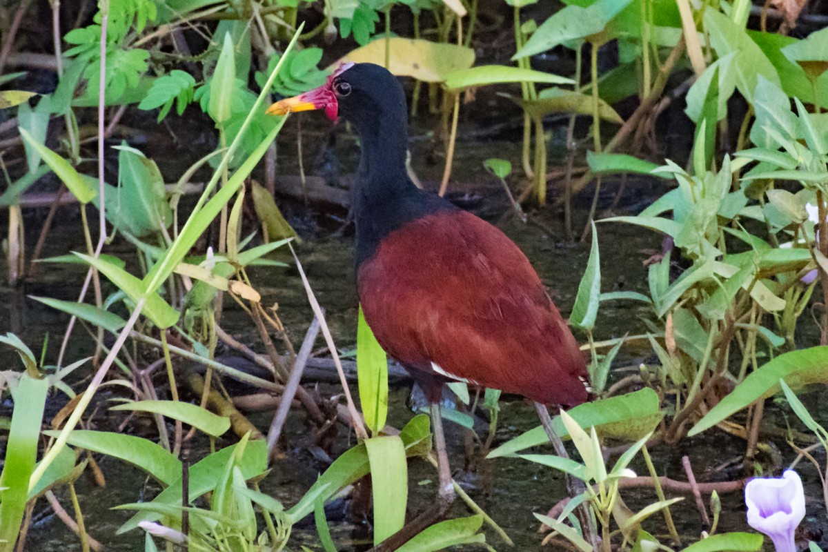 Wattled Jacana - ML639909072